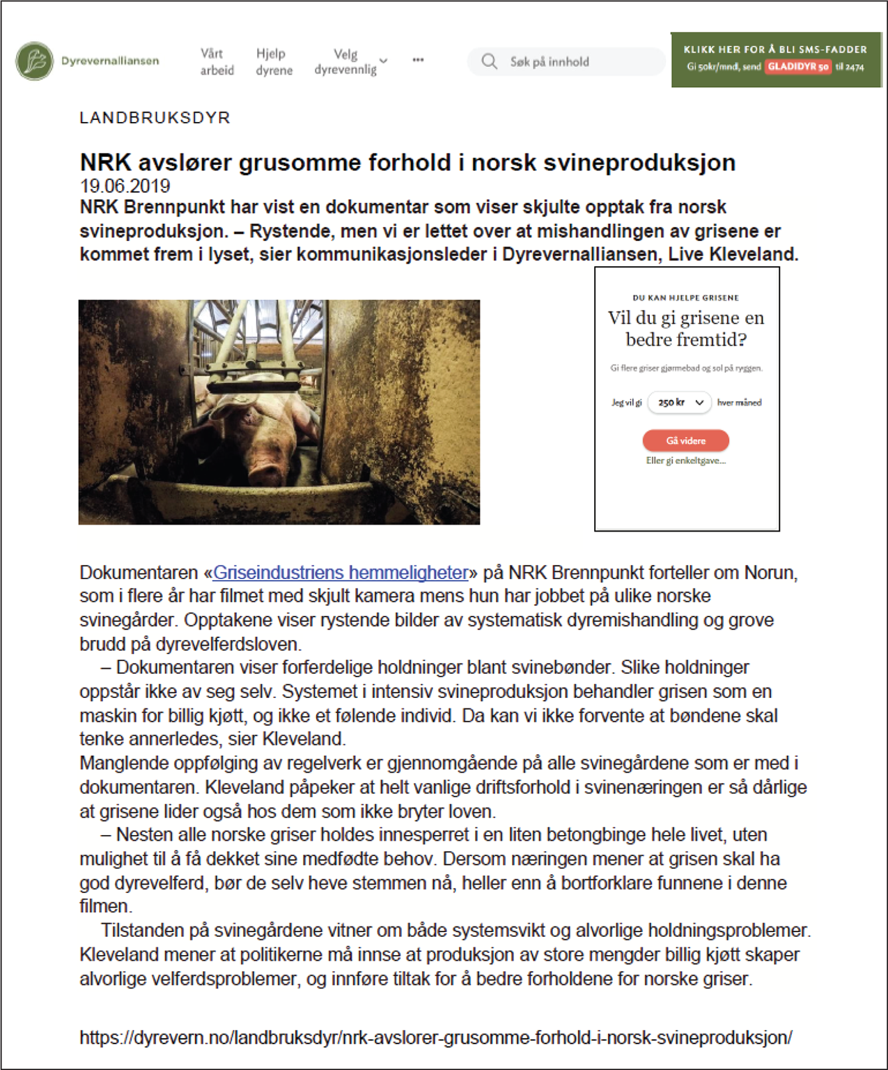 Faksimile av artikkel fra Dyrevernalliansen, med tittelen "NRK avslører grusomme forhold i norsk svineproduksjon". Artikkelbildet viser en død gris i en binge.